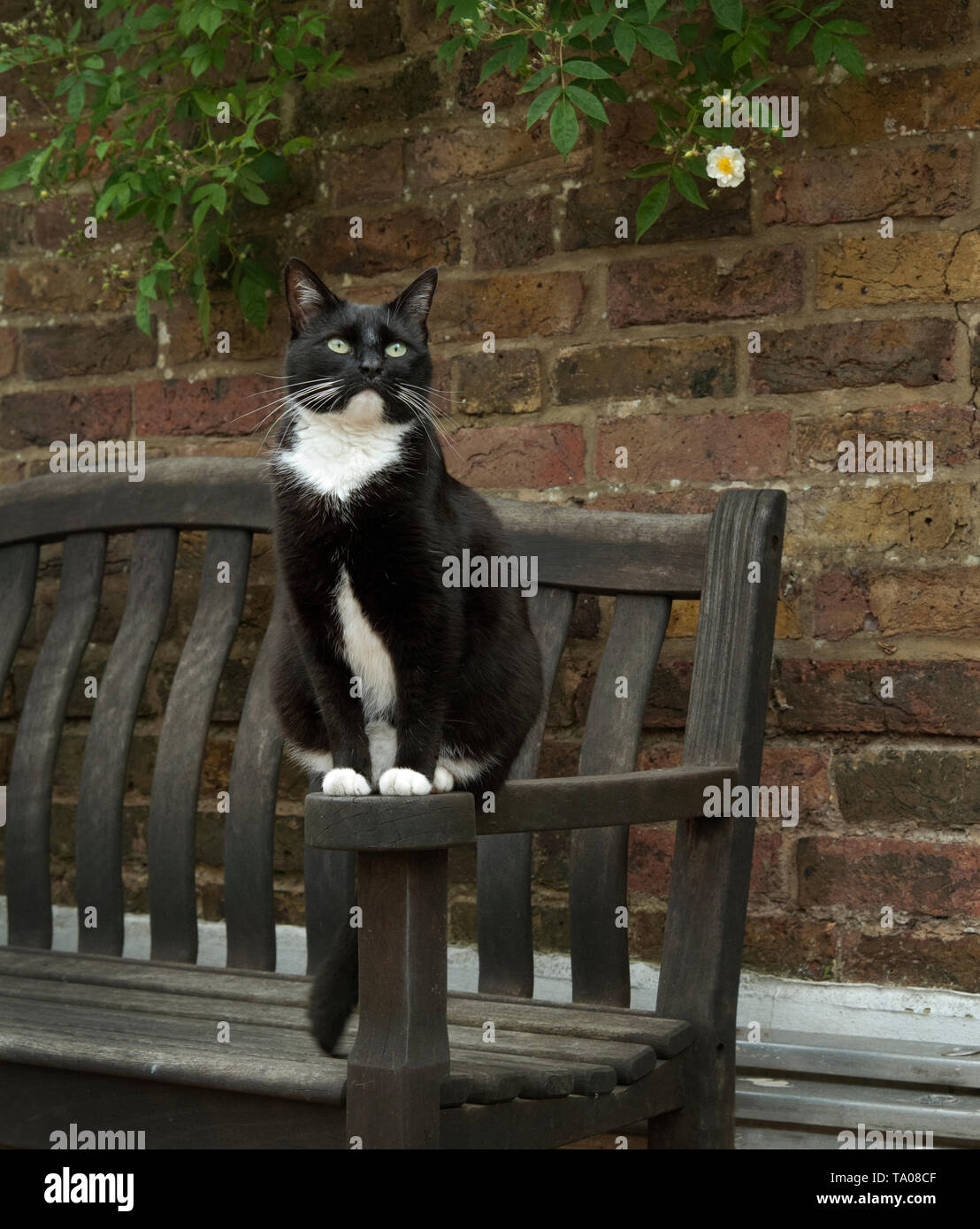 Schwarze und weiße Katze auf einer gartenbank Stockfoto