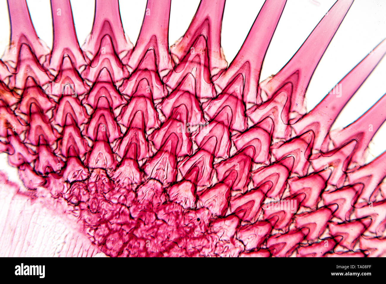 Seezunge Solea solea scale Detail. Hellfeld photomicrograph, buntem Muster. Stockfoto