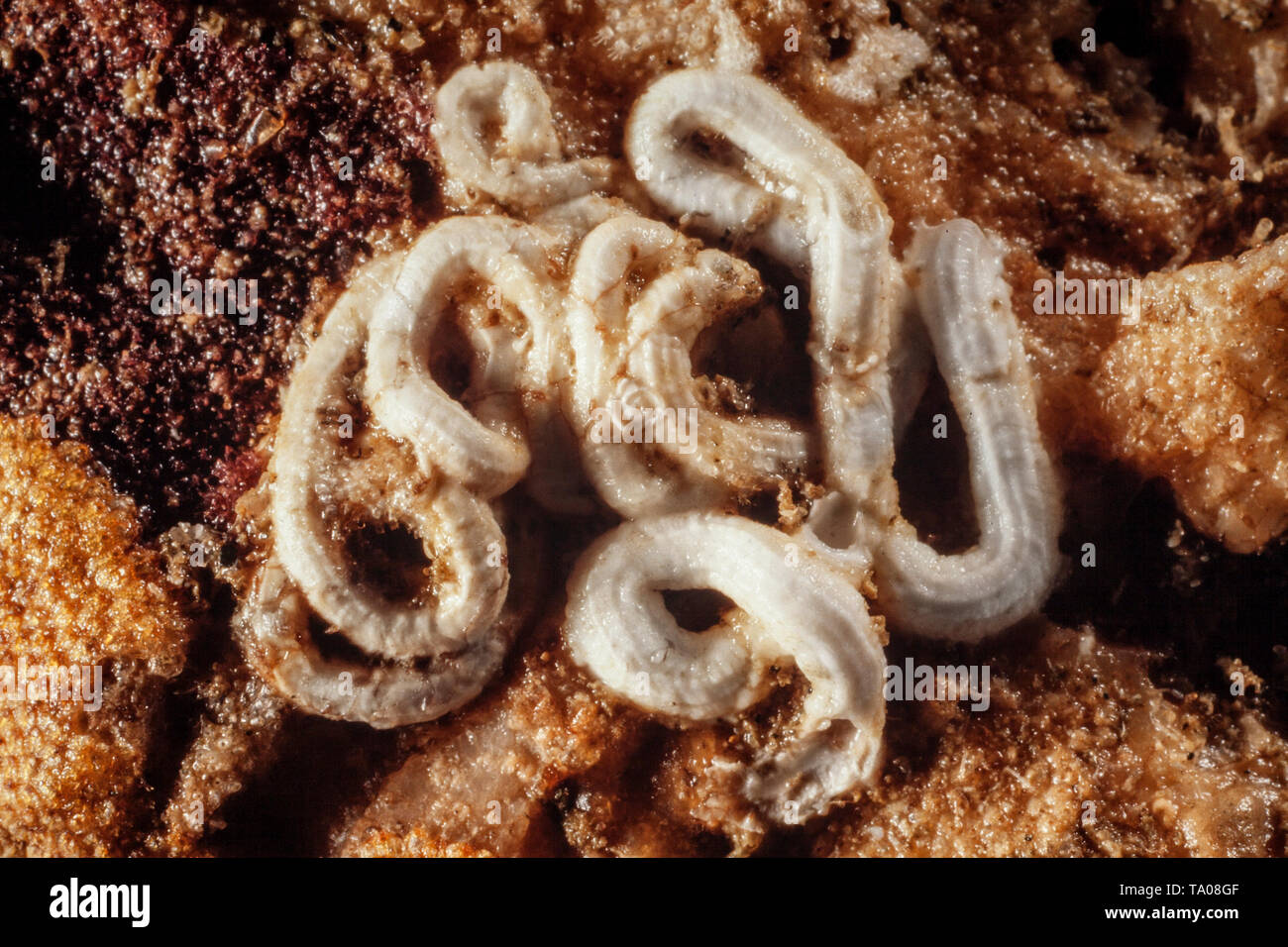 Seaworms, Serpulid Polychaeten, Neuseeland Stockfoto
