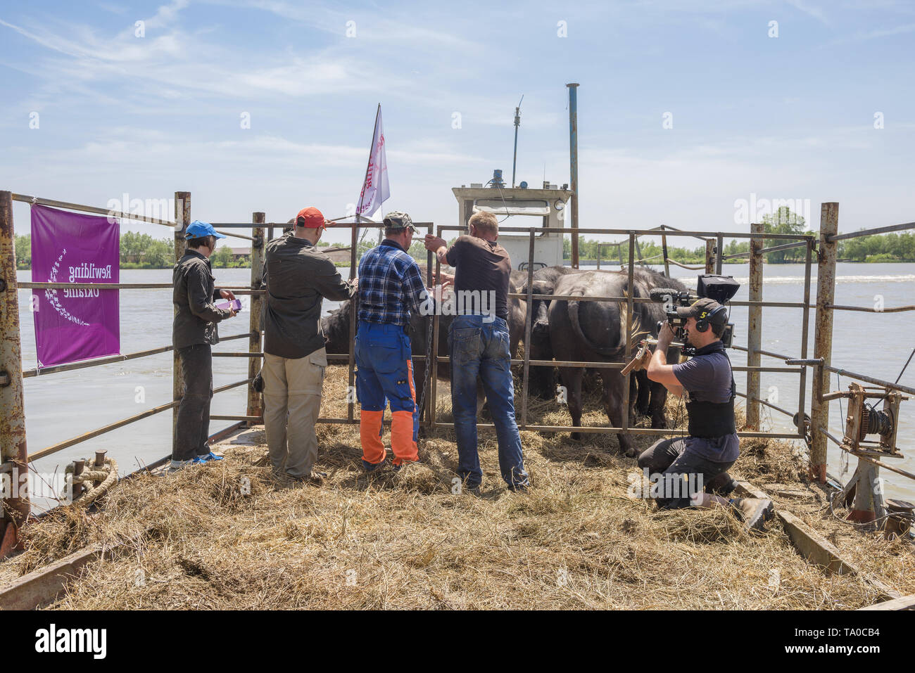 Die Herde von 7 Wasserbüffel wurde am Ermakov Insel im Ukrainischen Donaudelta freigegeben. Die Tiere wurden aus den Unterkarpaten durch "Rewilding gebracht Stockfoto