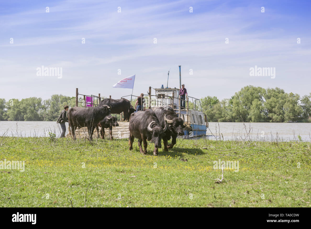 Die Herde von 7 Wasserbüffel wurde am Ermakov Insel im Ukrainischen Donaudelta freigegeben. Die Tiere wurden aus den Unterkarpaten durch "Rewilding gebracht Stockfoto