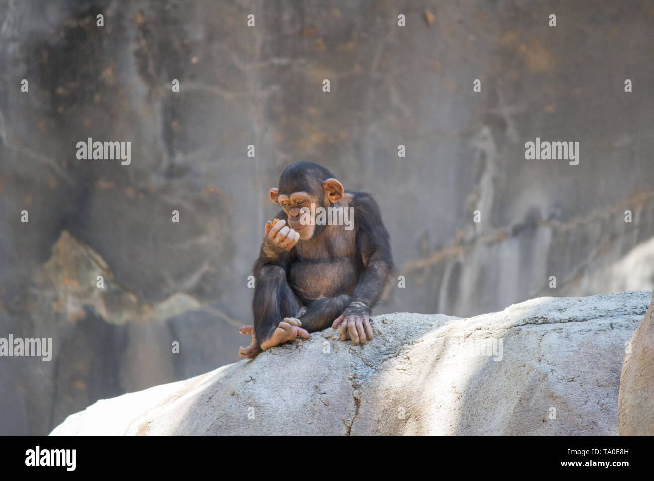 Baby Schimpanse sitzt alleine Stockfoto