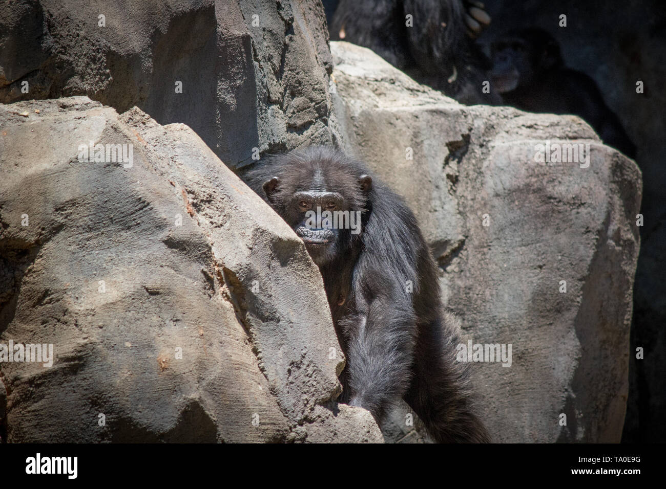 Eine ältere Schimpansen versteckt sich hinter einem Felsen Stockfoto