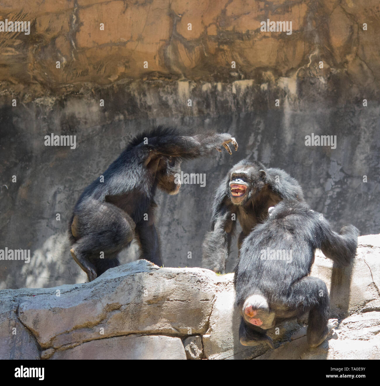 Schimpanse Alpha-männchen, die Herrschaft über die anderen Schimpansen Stockfoto