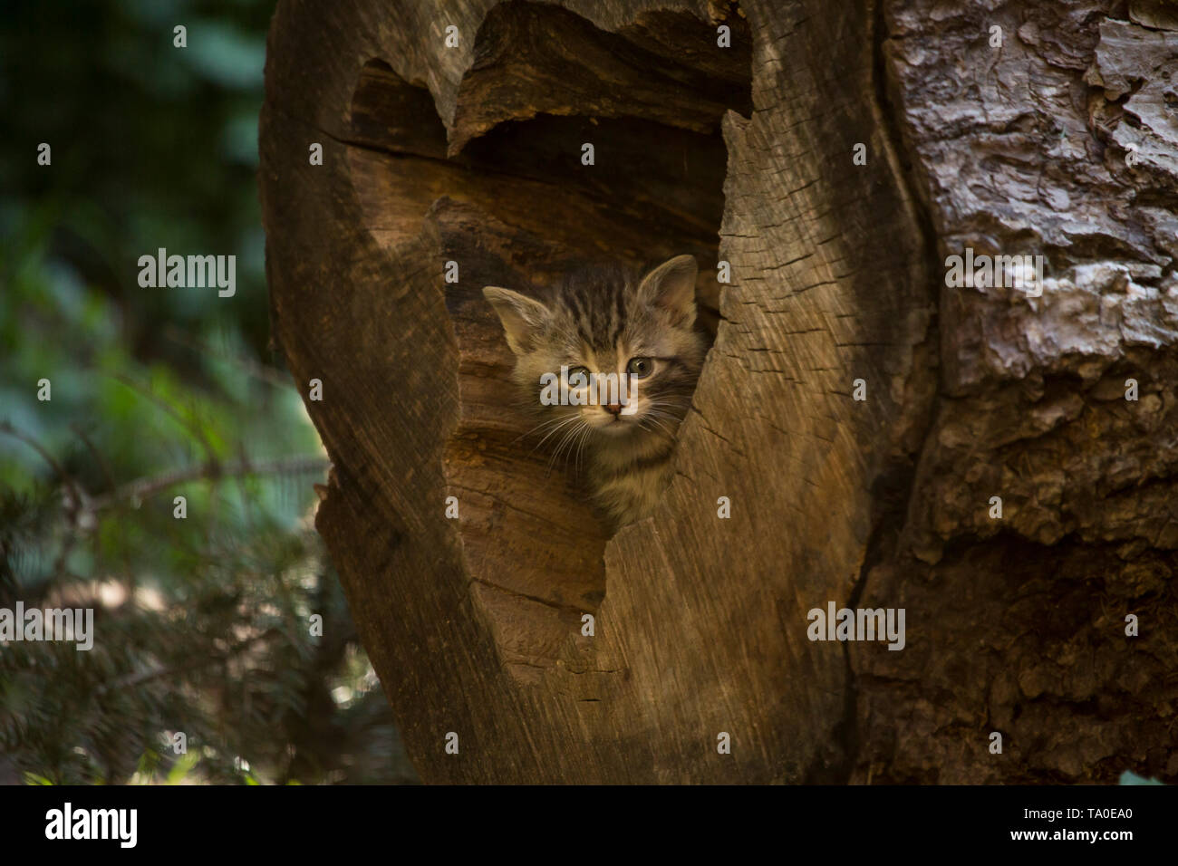 Die europäische Wildkatze (Felis Silvestris) - Kitten die Entdeckung der Höhle Umgebung, Spielen und verstecken sich in der Öffnung der einen Baumstamm. Stockfoto
