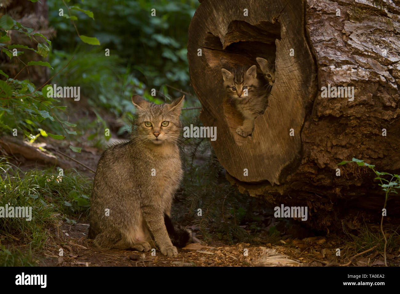Die europäische Wildkatze (Felis Silvestris) Familie - Mutter und zwei Kätzchen. Die Jungen spielten in einem Stamm, während Mutter zu beobachten war über Ihnen. Stockfoto