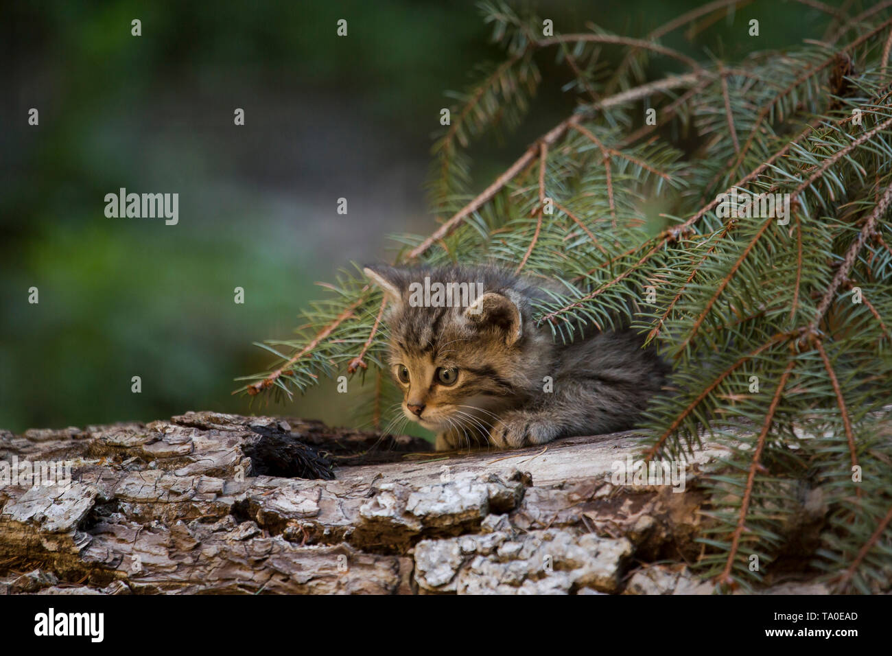 Die europäische Wildkatze (Felis Silvestris) - Kätzchen spielen auf einen umgestürzten Baumstamm, versteckt unter einigen Tannenbaum Äste in der Nähe seiner Höhle. Stockfoto