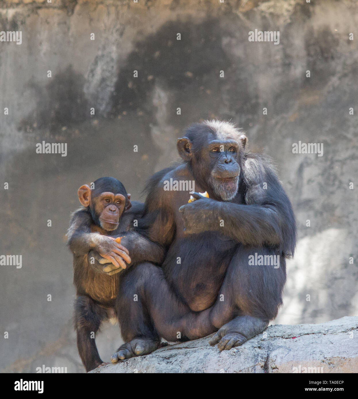 Mutter und Baby Schimpansen Stockfoto