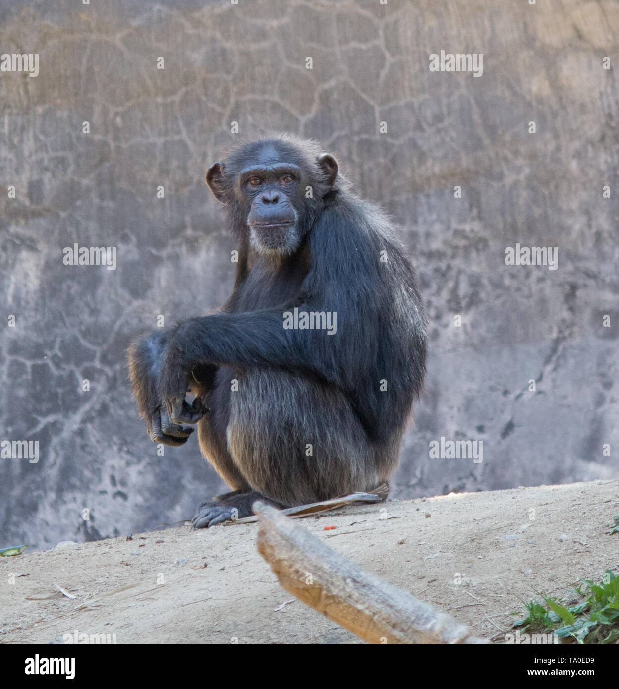 Ein Schimpanse beobachten Stockfoto