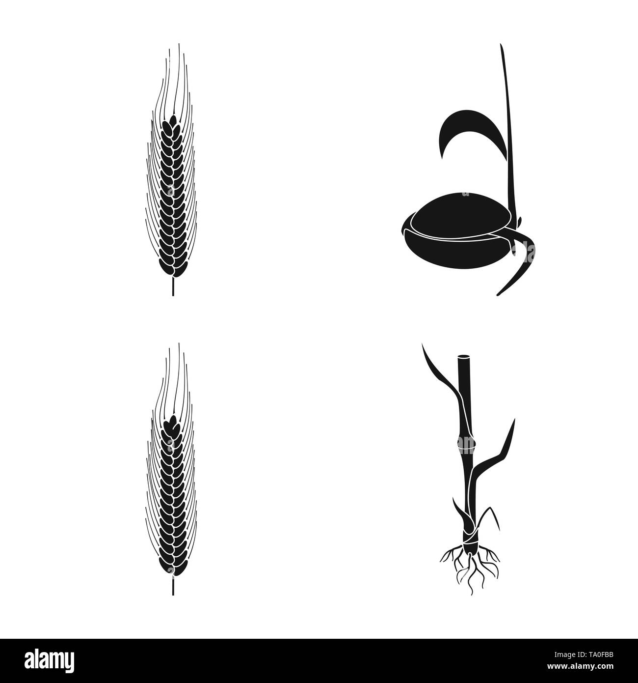 Same, Stengel, Winter, Wachsen, root, Frühling, Spike, Sämling, Boden, Hartweizen, Bühnen, Zuschneiden, Keimen, Maisfeld, Keimung, Zyklus, Stroh, Prozess, Grün, Wachstum, Wiese, Plantation, Blätter, ländlichen, Evolution, Roggen, Weizen, Mais, Getreide, Ernte, Betrieb, Feld, Landwirtschaft, Landwirtschaft, Set, Vector, Icon, Illustration, isoliert, Sammlung, Design, Element, Grafik, Zeichen, Schwarz, einfachen Vektor Vektoren, Stock Vektor