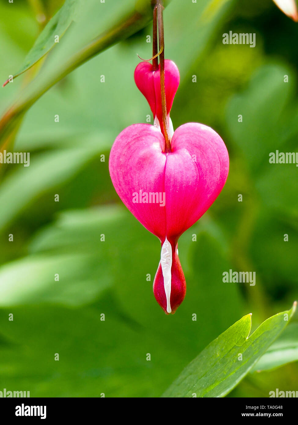 Frühling Blumen Serie, Tränendes Herz Blume, Dicentra spectabilis Stockfoto