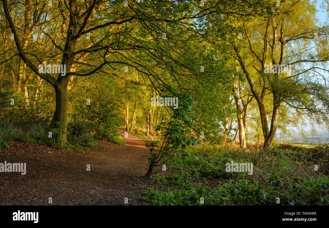 In einem Pfad, der Outwoods und ist eine der ältesten überlebenden woodland Websites in Brighton. Stockfoto