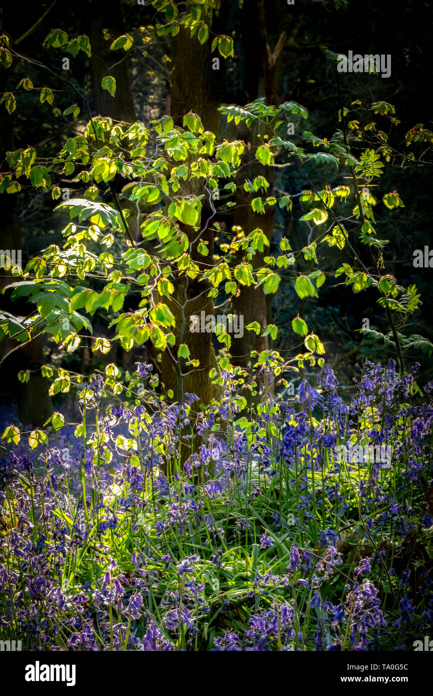 Bluebells in der alten Wälder des Outwoods und ist eine der ältesten überlebenden woodland Websites in Brighton. Stockfoto