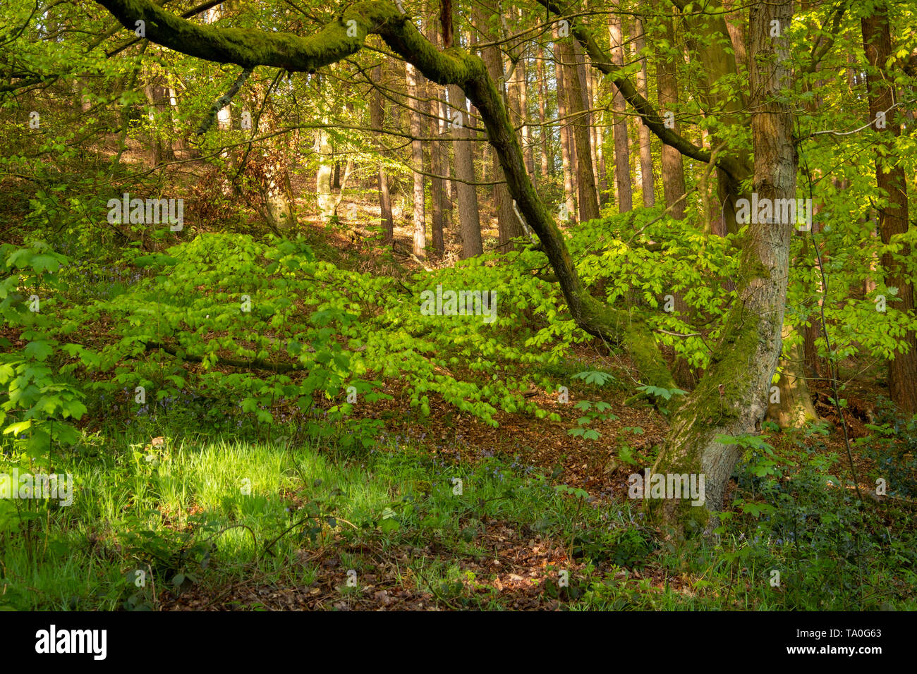 Der Blick durch die alten Wälder des Outwoods in Charnwood Forest. Stockfoto