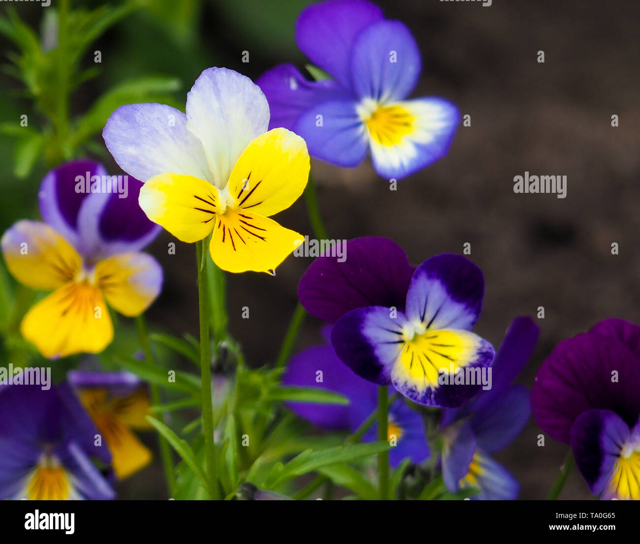 Violette Stiefmütterchen Blume, Nahaufnahme von Viola Tricolor im Frühlingsgarten Stockfoto