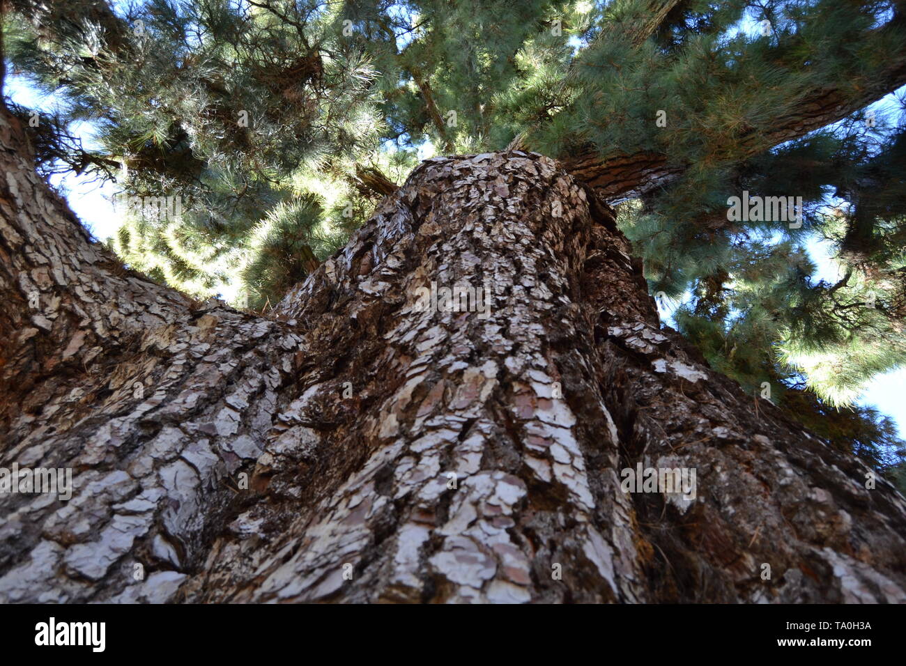 Blick in den Tree Top Stockfoto