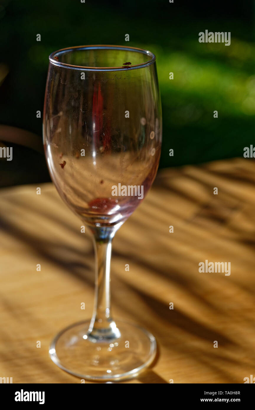 Ein Glas Wein auf dem Tisch links zieht Fruchtfliegen Stockfoto