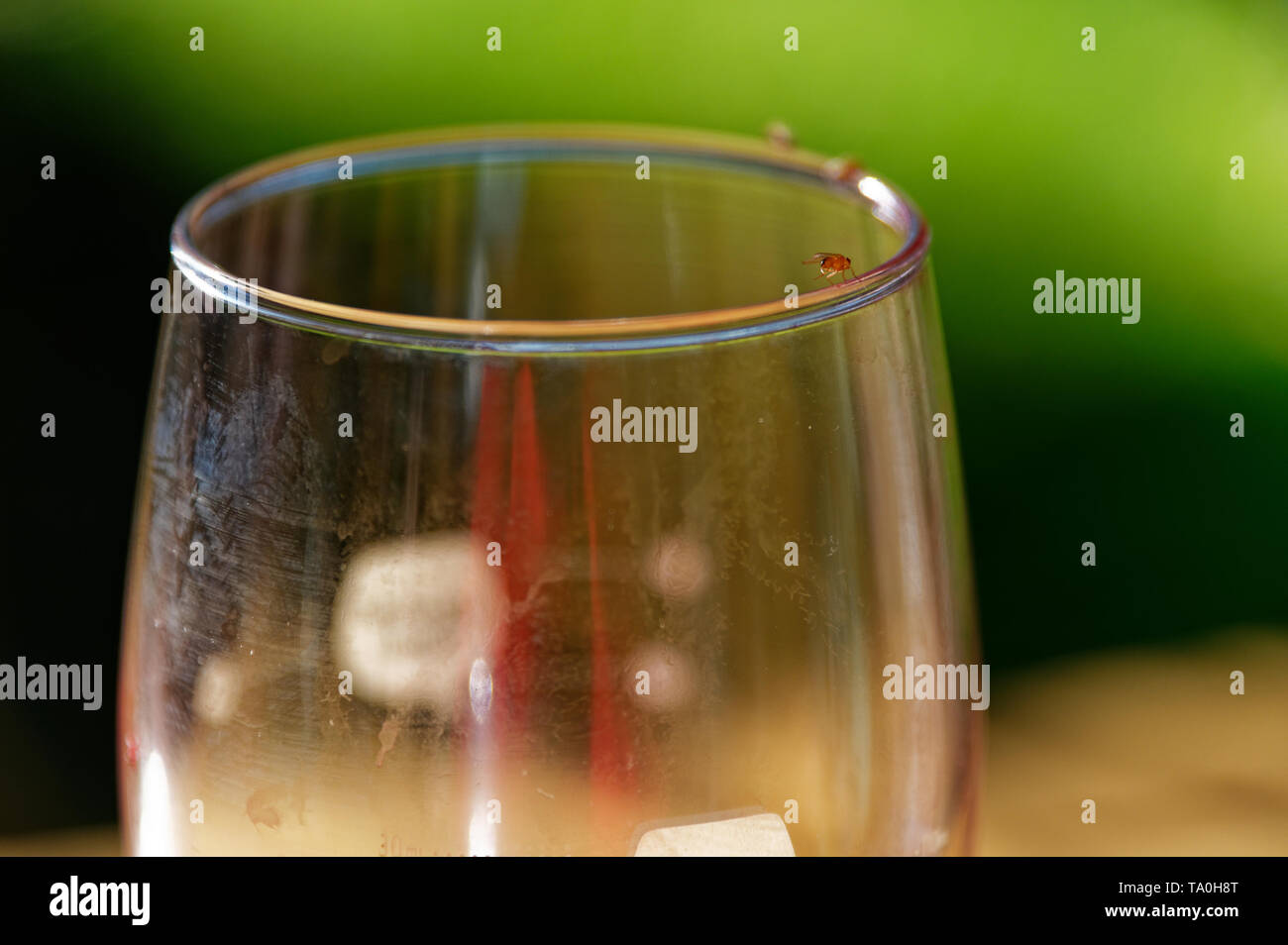 Der Rand eines Wein Glas zieht Fruchtfliegen Stockfoto