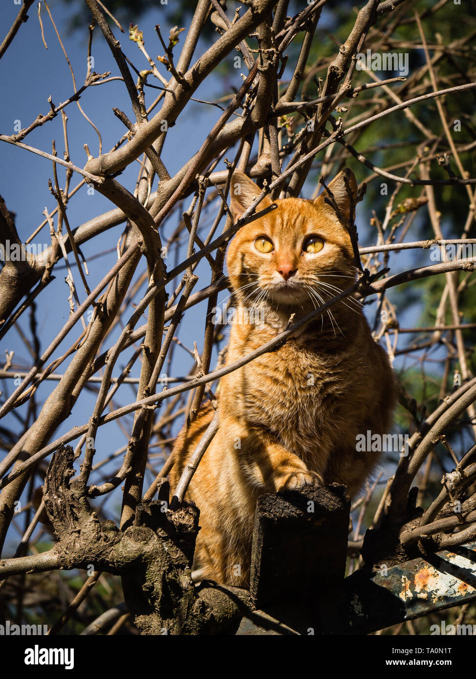 Orange Katze kletterte auf einen Baum mit einem schönen thront, schönes Tier Stockfoto