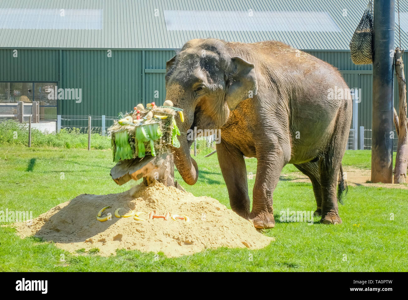 Bedrohten asiatischen Elefanten, 37th birthday party Lucha im ZSL Whipsnade Zoo Stockfoto