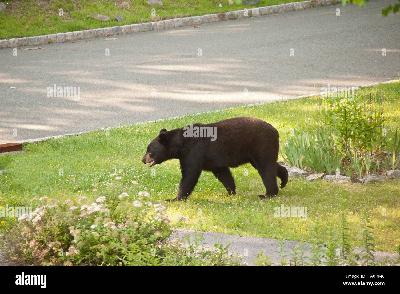 Schwarzer Bär in der Nachbarschaft Stockfoto