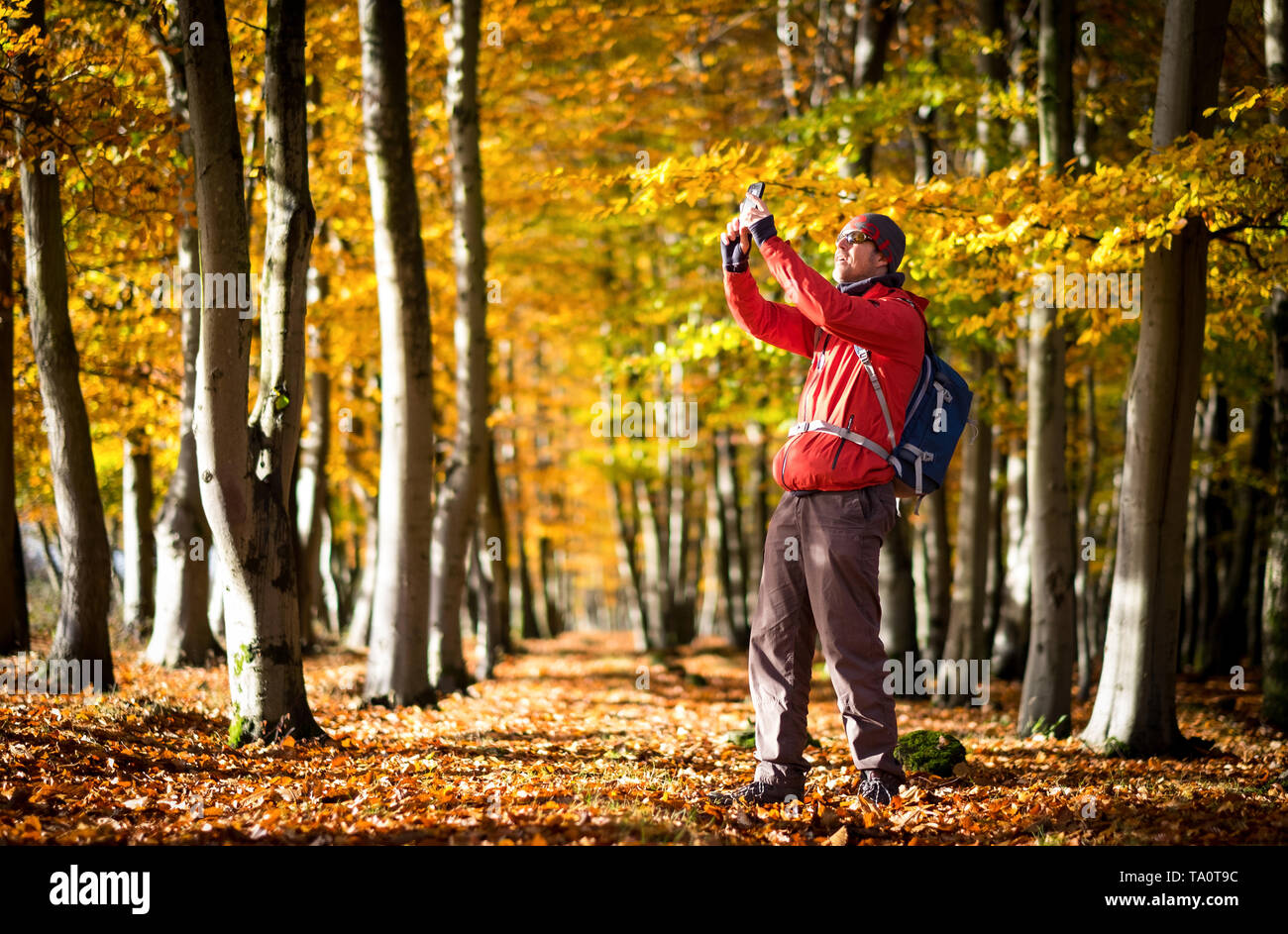 Ein Mann Fotografieren der Blätter im Herbst, an seinem Telefon, im New Forest Hampshire Stockfoto