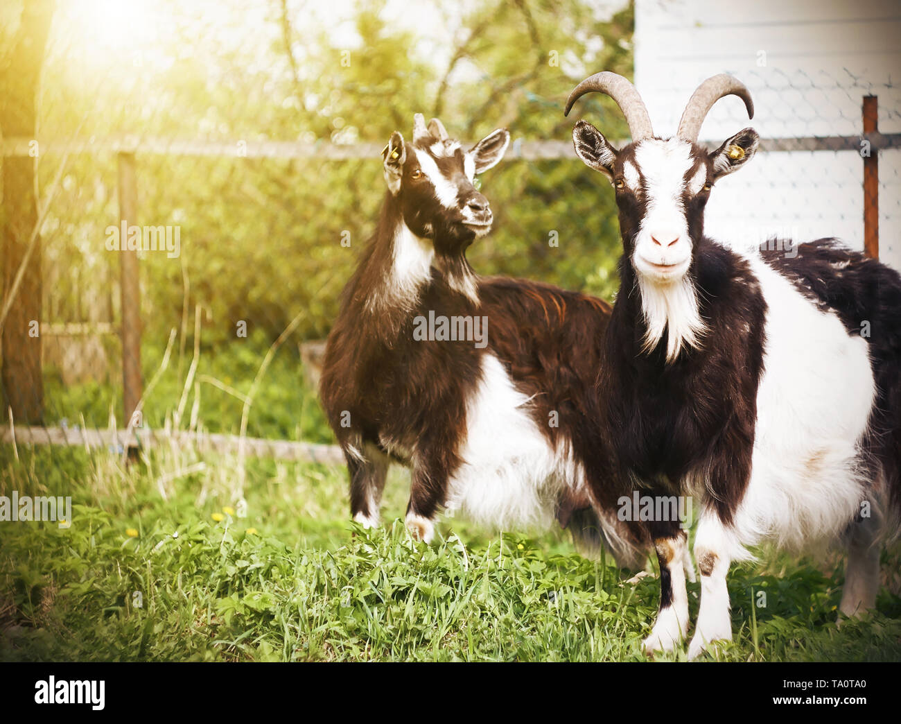 Zwei entdeckt wunderschöne Ziegen stehen in der Nähe von einem Zaun in einer Wiese auf einem Bauernhof, von Sonnenlicht an einem Sommertag beleuchtet. Stockfoto