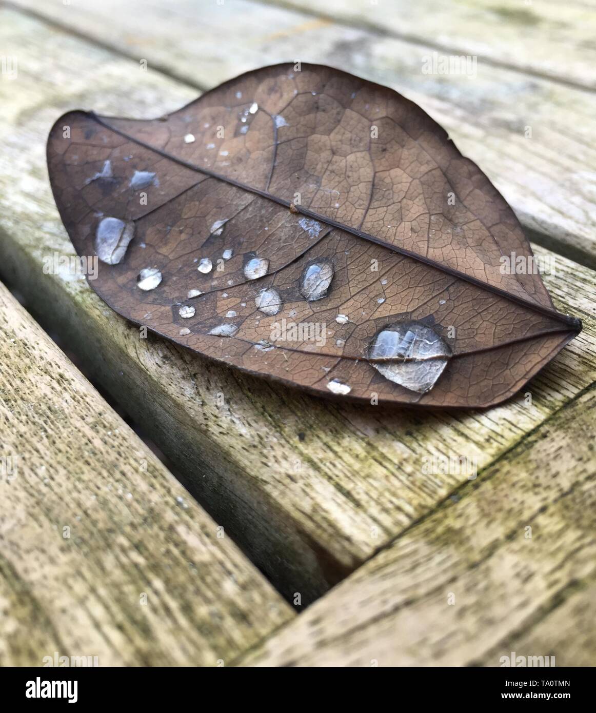 Wassertropfen auf getrocknete Blätter im Winter Stockfoto