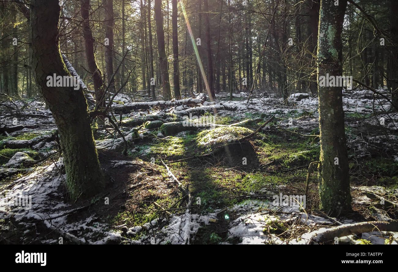 Letzte Schnee auf dem Boden im Wald mit Sonnenstrahlen Stockfoto