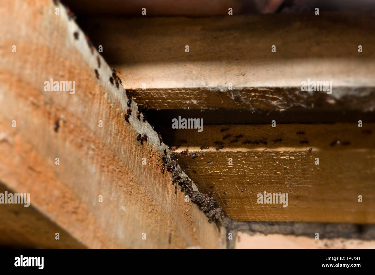 Reinigung der hölzernen Rahmen eines Hauses: Einsatz verschiedener Methoden, Anwendung der Produkte für die Kontrolle von Holz zerstörenden Insekten (Longhorn werden Stockfoto