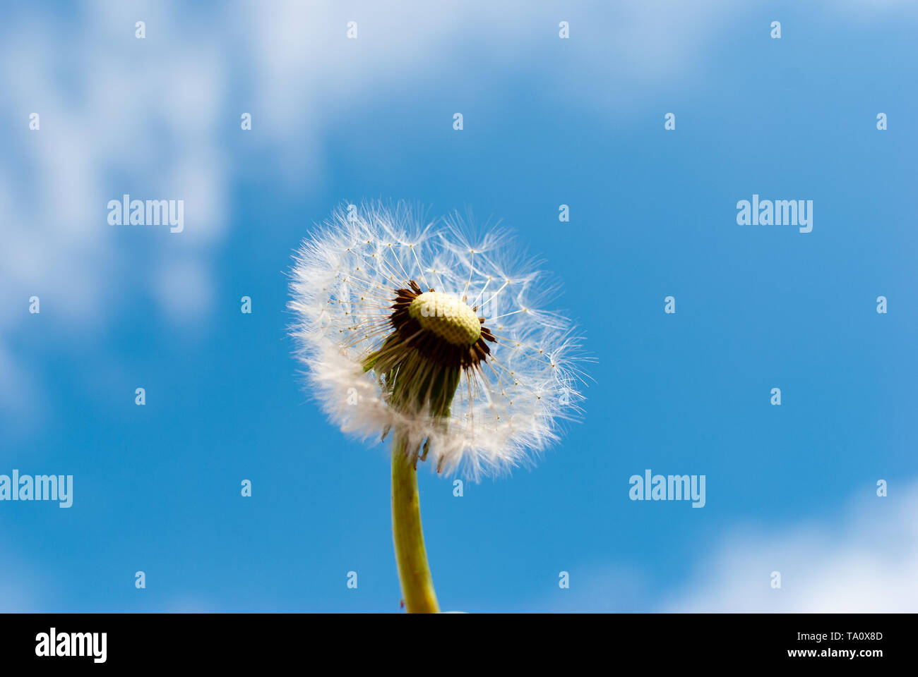 Nahaufnahme von einem Löwenzahn schlag Ball vor der Blauen bewölkten Himmel im Sommer Stockfoto