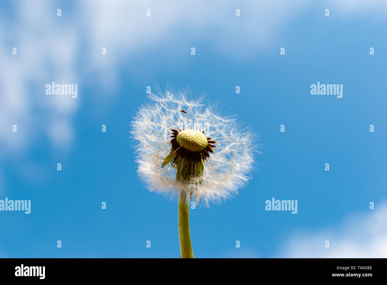 Nahaufnahme von einem Löwenzahn schlag Ball vor der Blauen bewölkten Himmel im Sommer Stockfoto