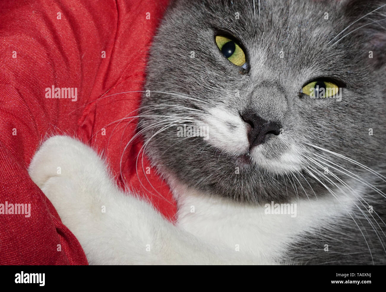 Nahaufnahme Portrait von graue Katze liegend auf roten Polster in der Kamera auf der Suche Stockfoto
