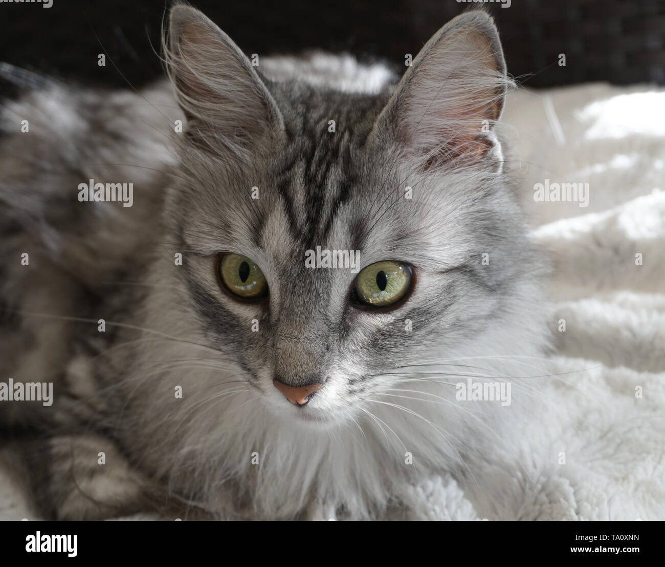 Reinrassige Türkisch Angora Katze Entspannen im Sonnenschein an Kamera suchen Stockfoto