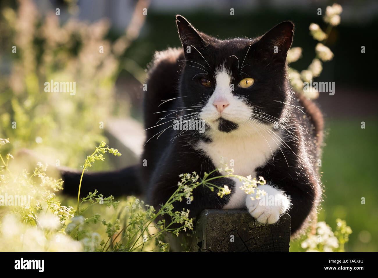 Portrait von schwarzen und weißen Katze mit zweifarbigen Augen die Sonne genießen in der Natur Stockfoto