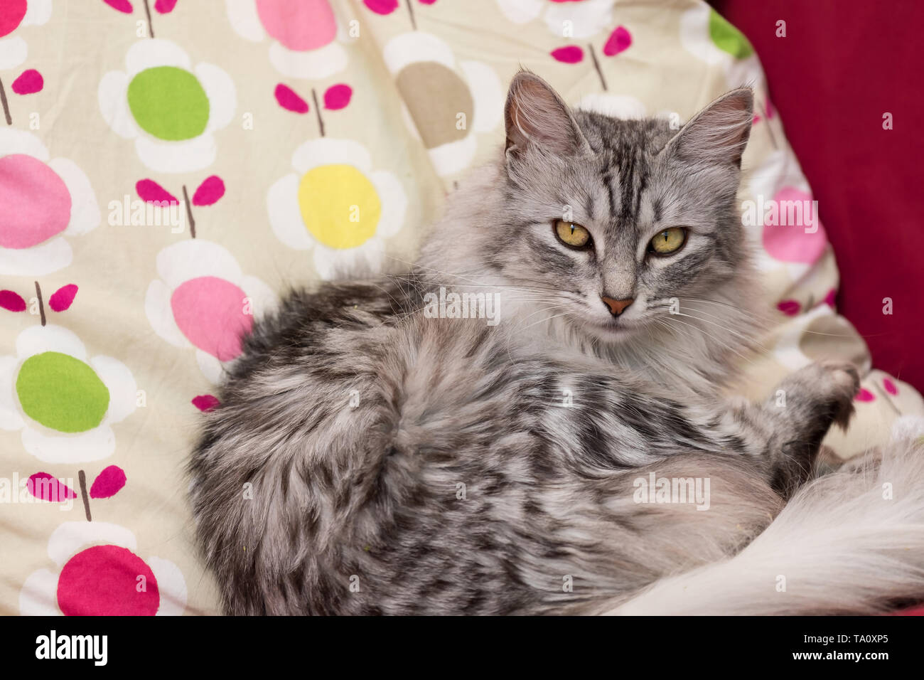 Reinrassige Türkisch Angora Katze liegend auf bunte Bettdecke an Kamera suchen Stockfoto