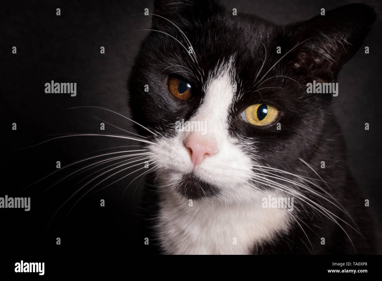 Portrait von schwarzen und weißen Katze mit zweifarbigen Augen an Kamera suchen Stockfoto