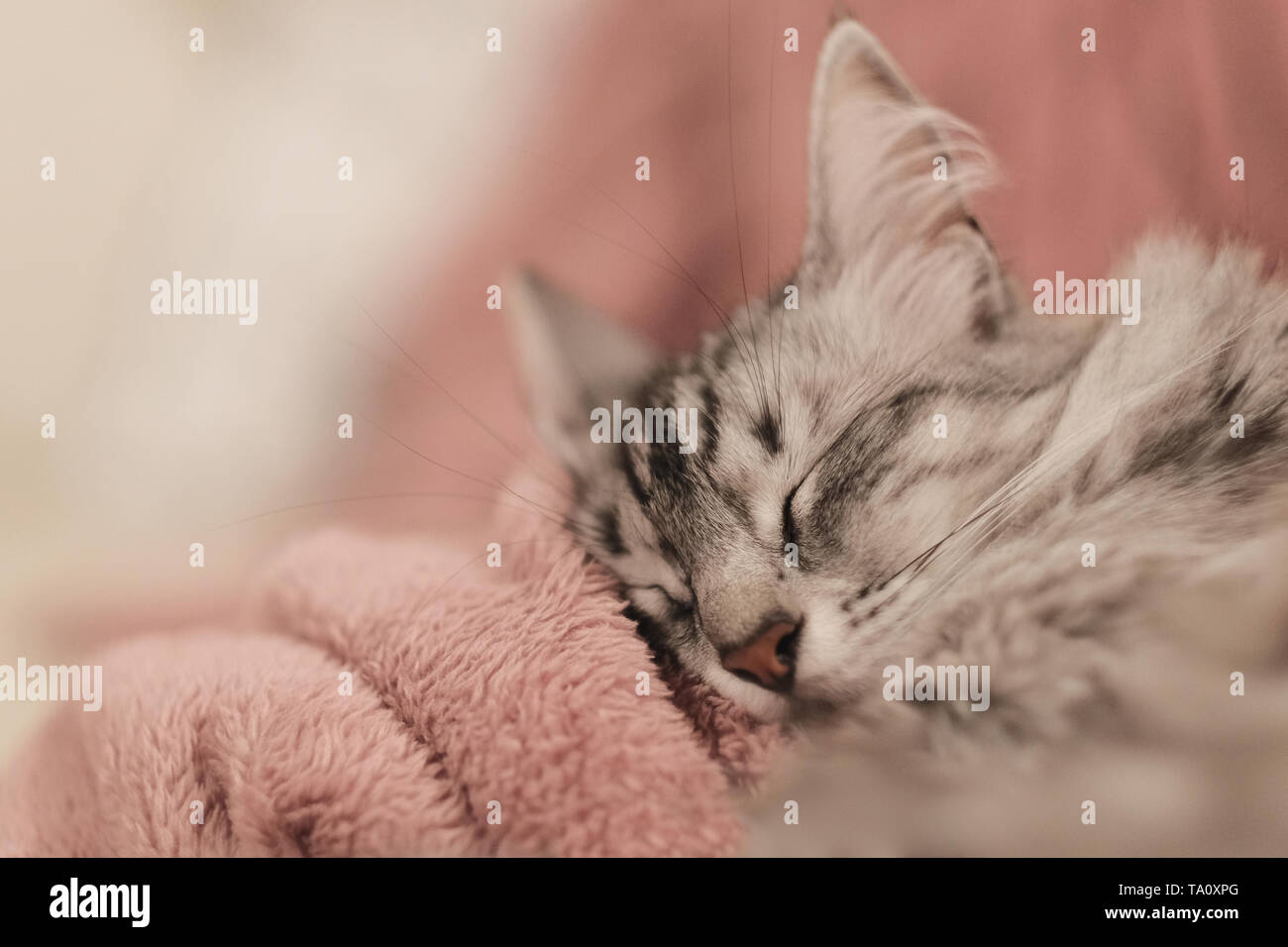 Nahaufnahme der Türkisch Angora Katze schlafen auf eine rosarote Decke  Stockfotografie - Alamy
