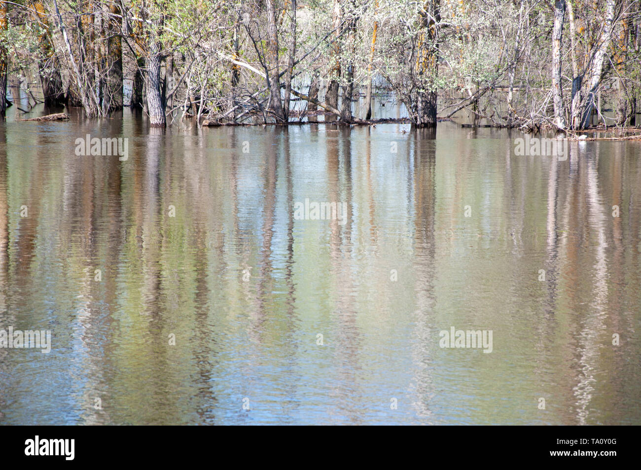 Feder Flut. Der Wald wird von der ausufernden Fluss überflutet. Stockfoto