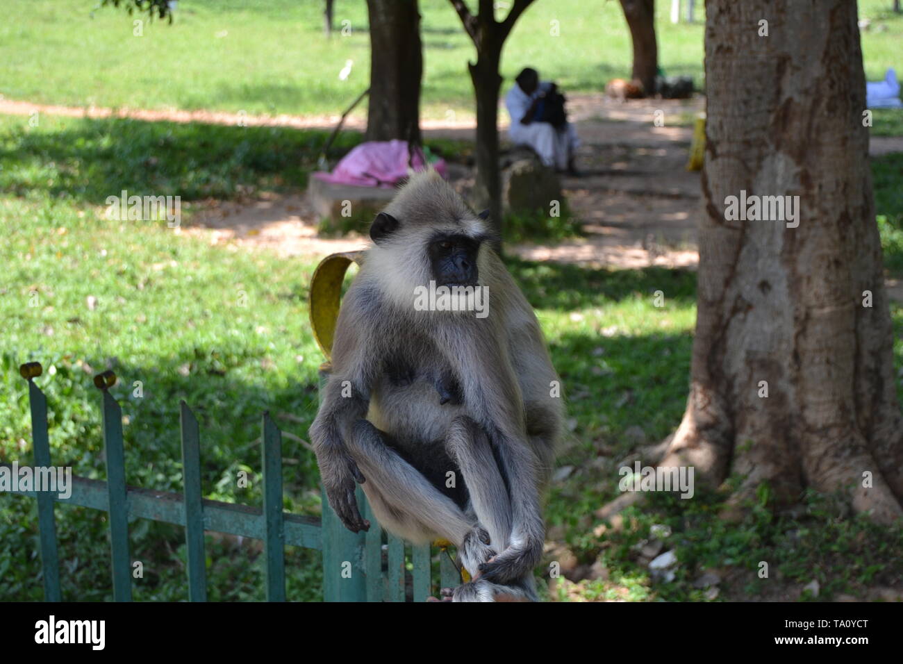 Getuftete Grau Langur in Sri Lanka entspannt auf einem Zaun Stockfoto