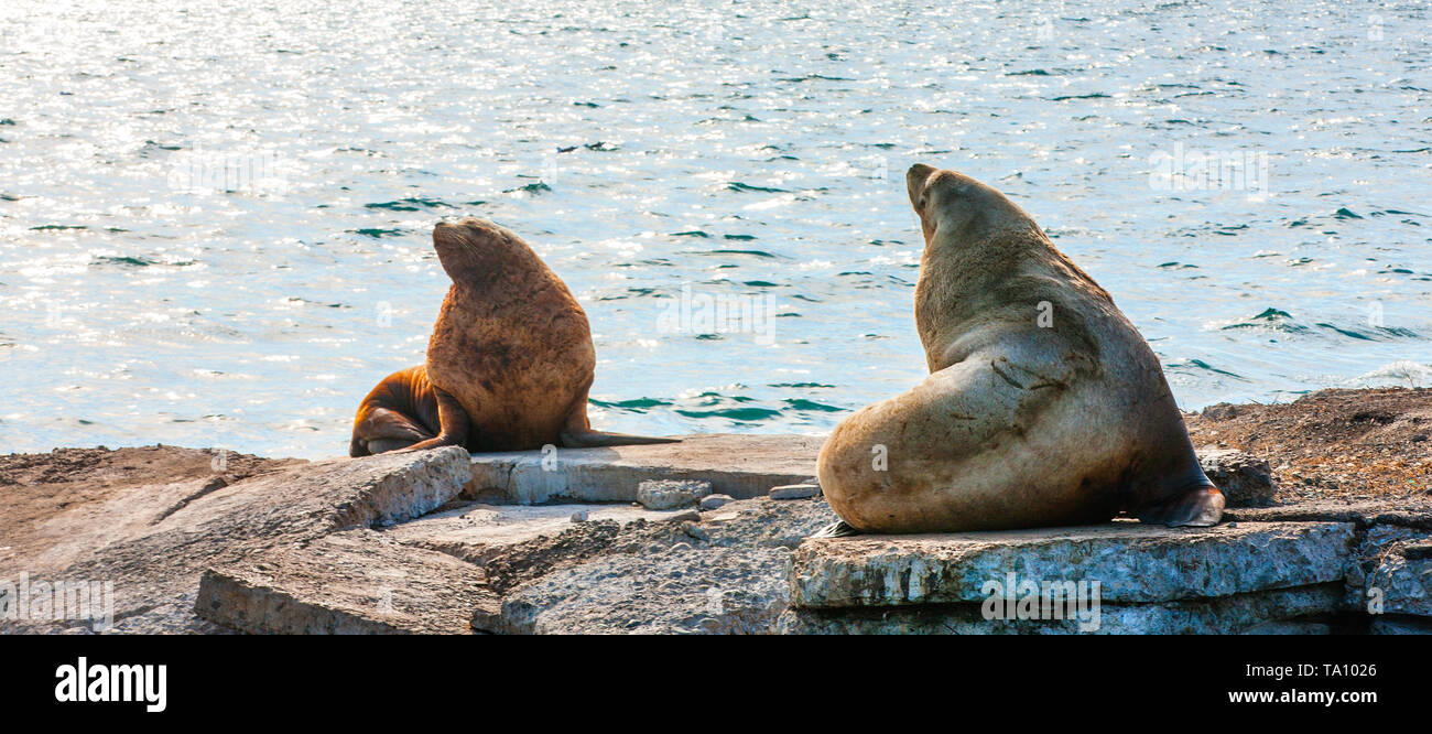 Steller Meer liones im Wasser von avacha Bay in Kamtschatka Stockfoto