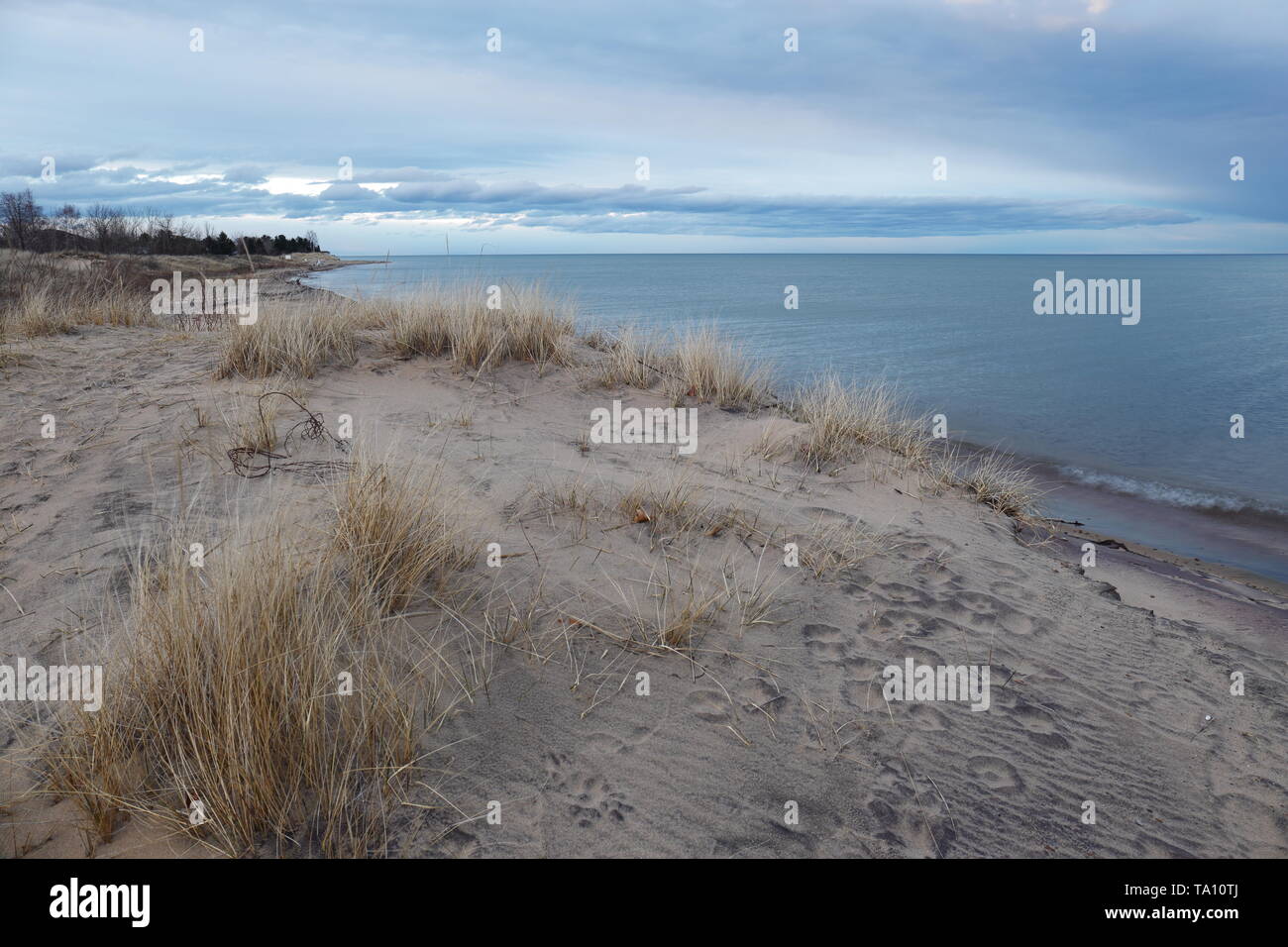 Wind Vegetation auf einer Sandy Lake Huron Strand Stockfoto