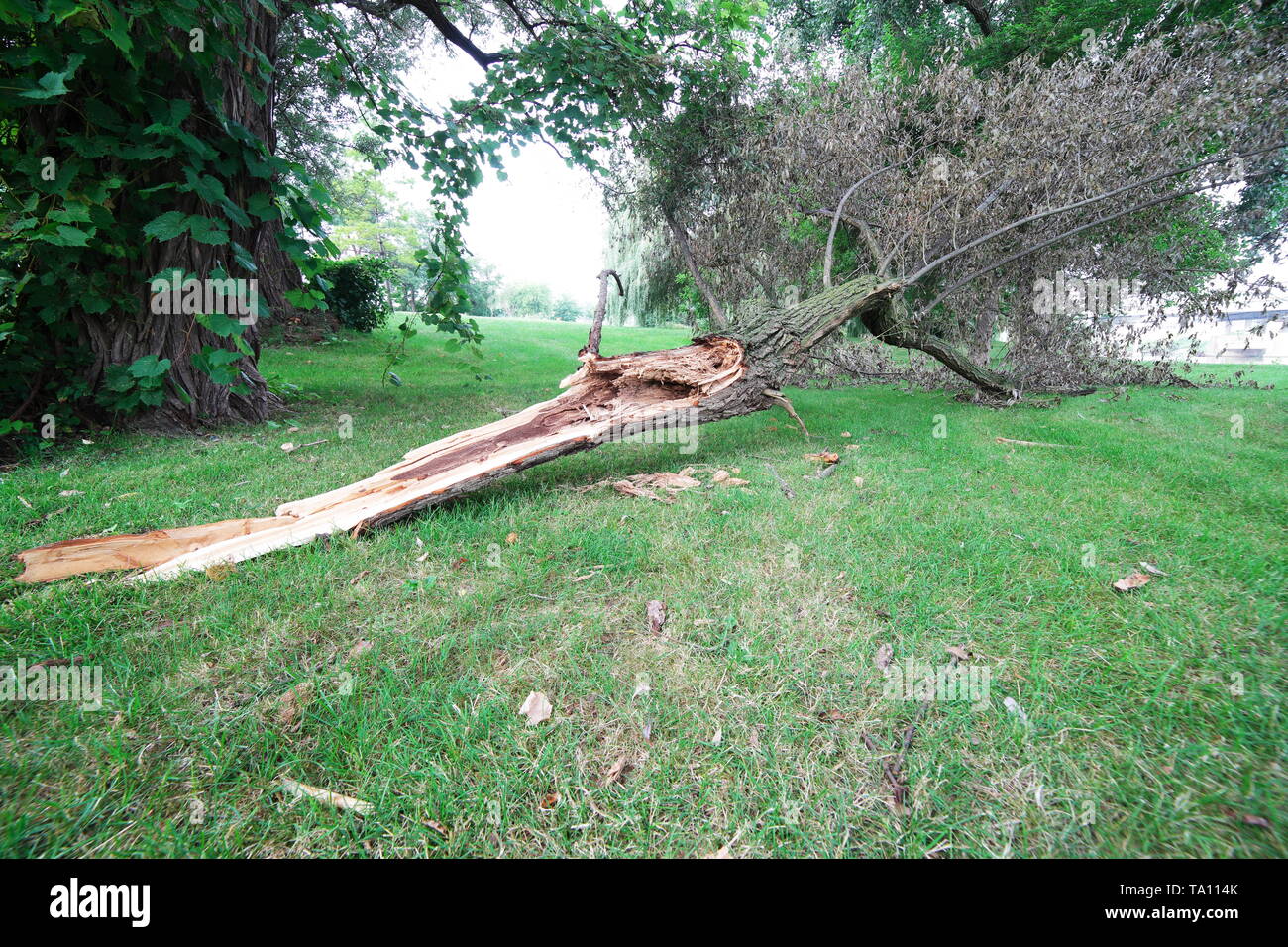 Große gefallenen Ast durch einen Sturm in eine Rasenfläche beschädigt Stockfoto