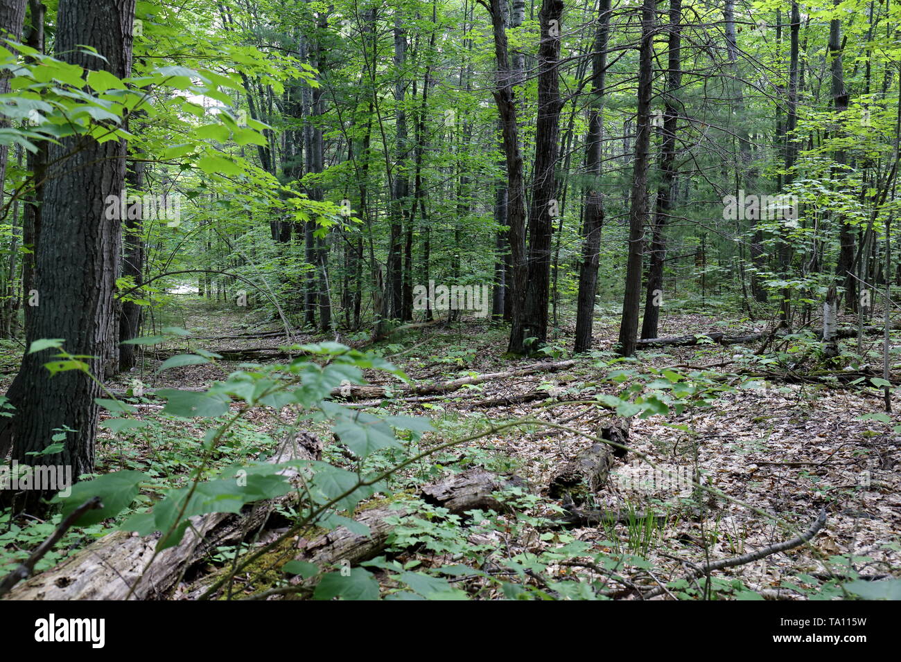 Öffnung in einem dichten Wald; Michigan verfallende Protokolle und Blätter Wurf den Boden Stockfoto