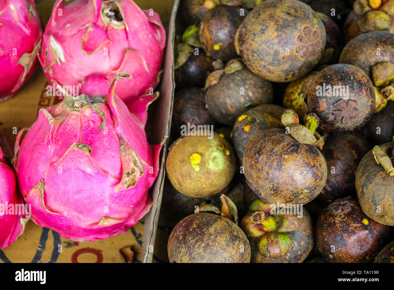 Stapel der Mangostan und Drachenfrucht. Mangosteen oder lila Mangosteen ist ein tropischer immergrüner Baum mit essbaren Früchten native zu Insel in Südostasien. Stockfoto