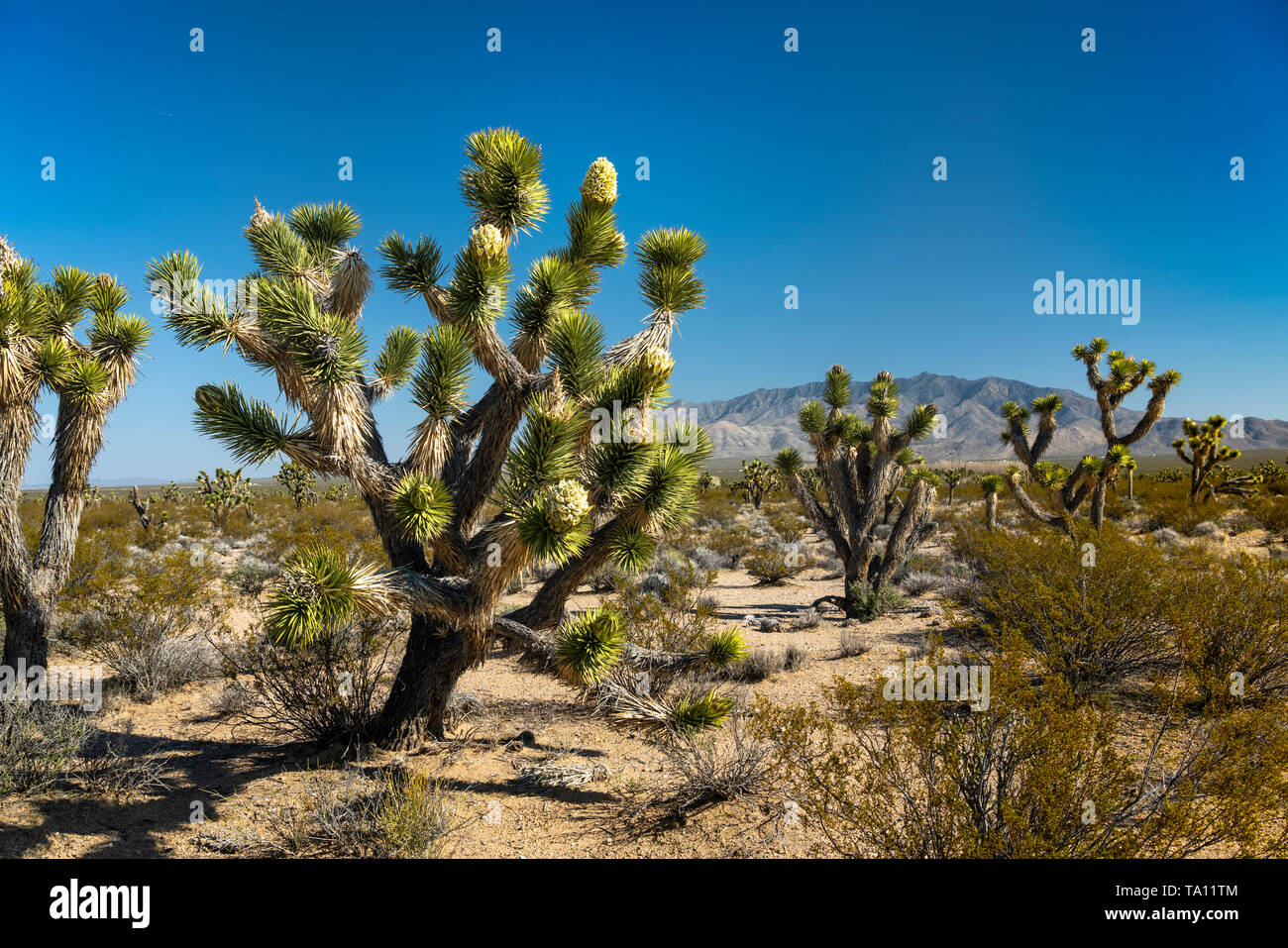 Ein Joshua Tree Forest blühen in der Mojave-Wüste in der Nähe der Cima, Kalifornien, USA. Stockfoto