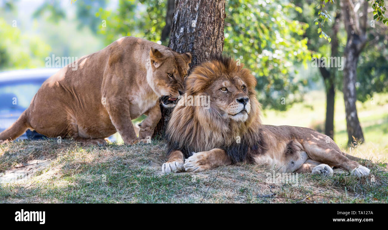 Löwe, Löwin liegen auf dem Gras Stockfoto