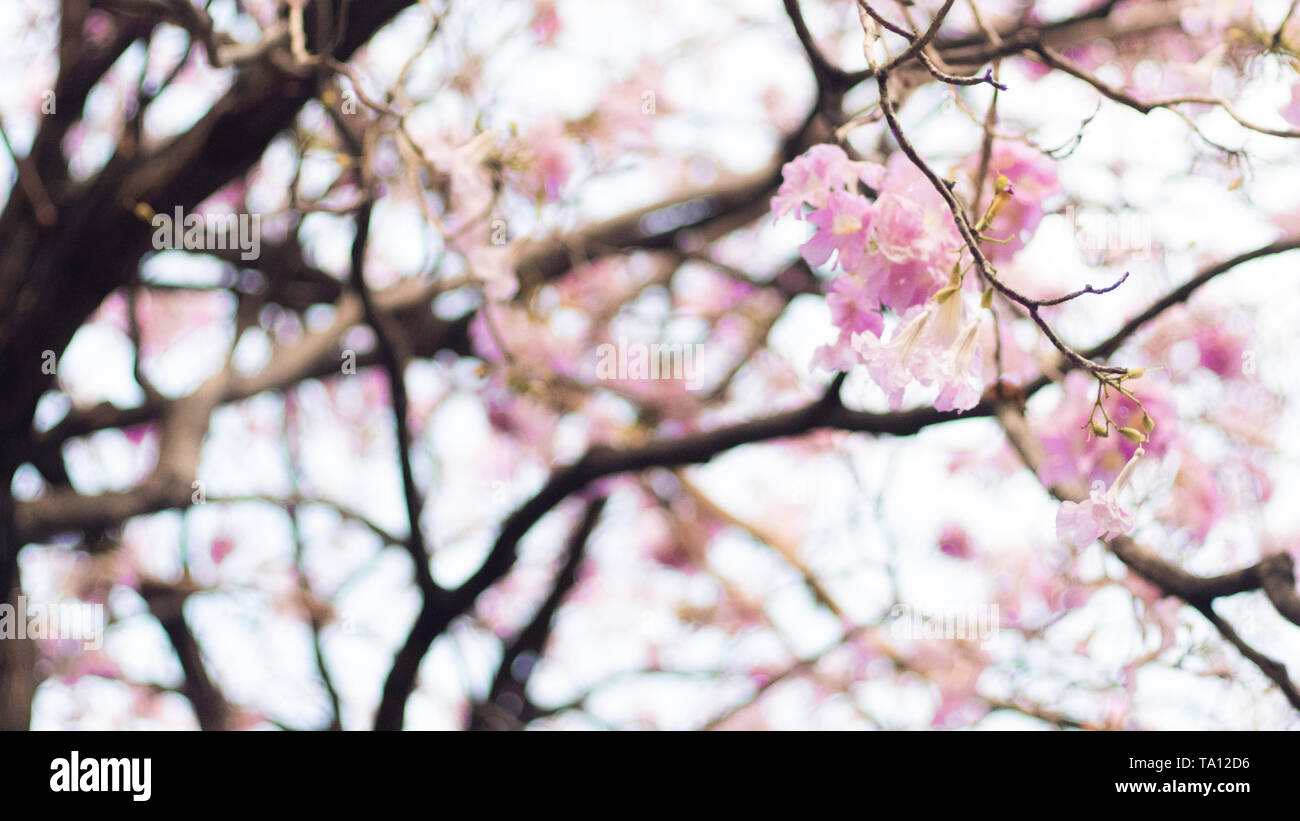 Spring Blossom Hintergrund. Schöne Natur Szene mit blühenden Baum und Sonne Flare. Sonnigen Tag. Frühling Blumen. Schöne rosa Blüte. Hintergrund. Spri Stockfoto