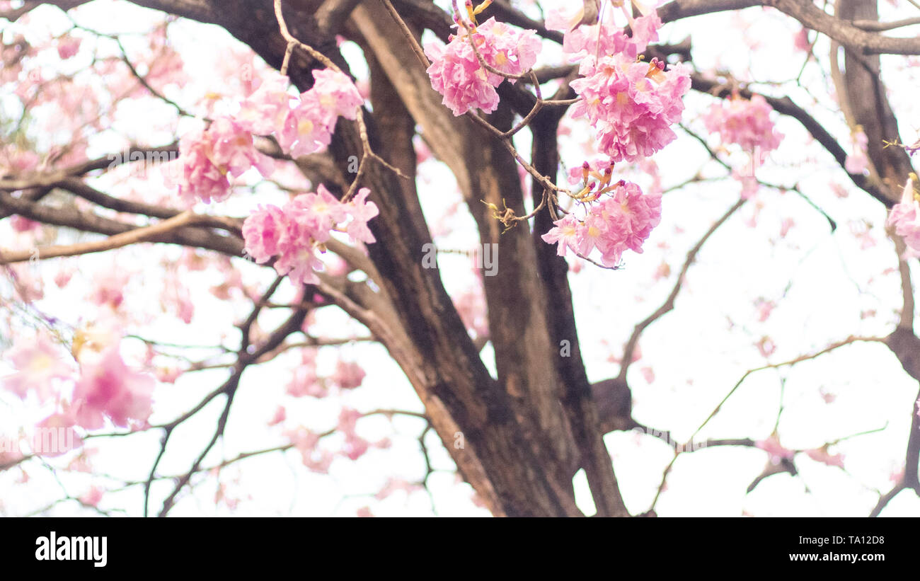 Spring Blossom Hintergrund. Schöne Natur Szene mit blühenden Baum und Sonne Flare. Sonnigen Tag. Frühling Blumen. Schöne rosa Blüte. Hintergrund. Spri Stockfoto