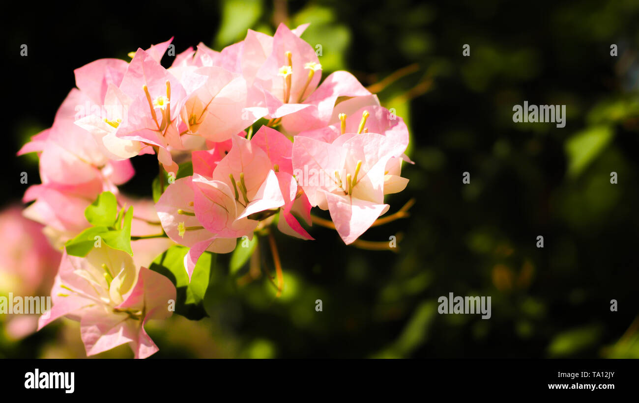 Nahaufnahme der rosafarbene Bougainvillea Blüten spring flower blur Hintergrund. Stockfoto